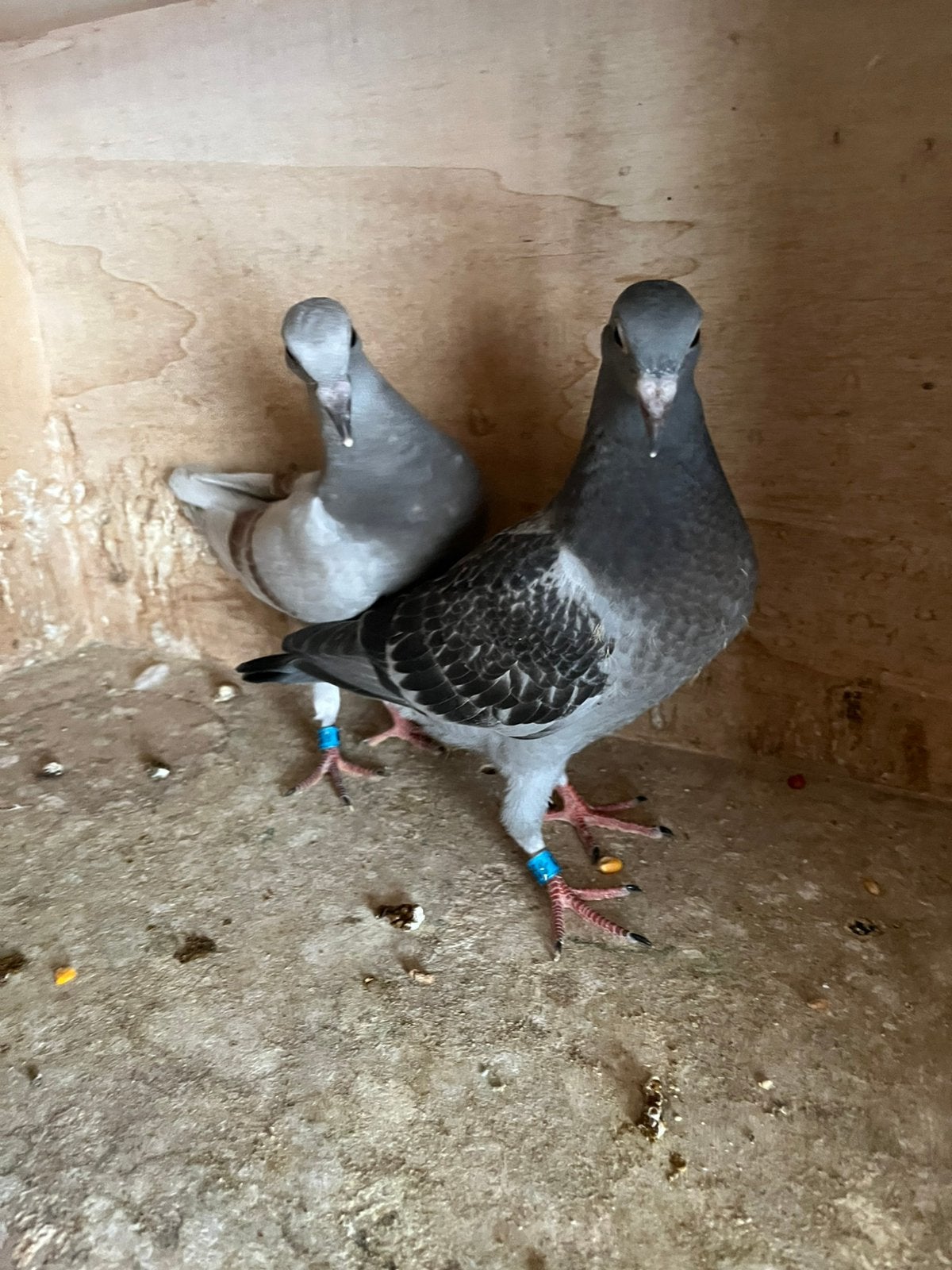 Koppel jonge duiven voor de Zware Fond, Dieren en Toebehoren