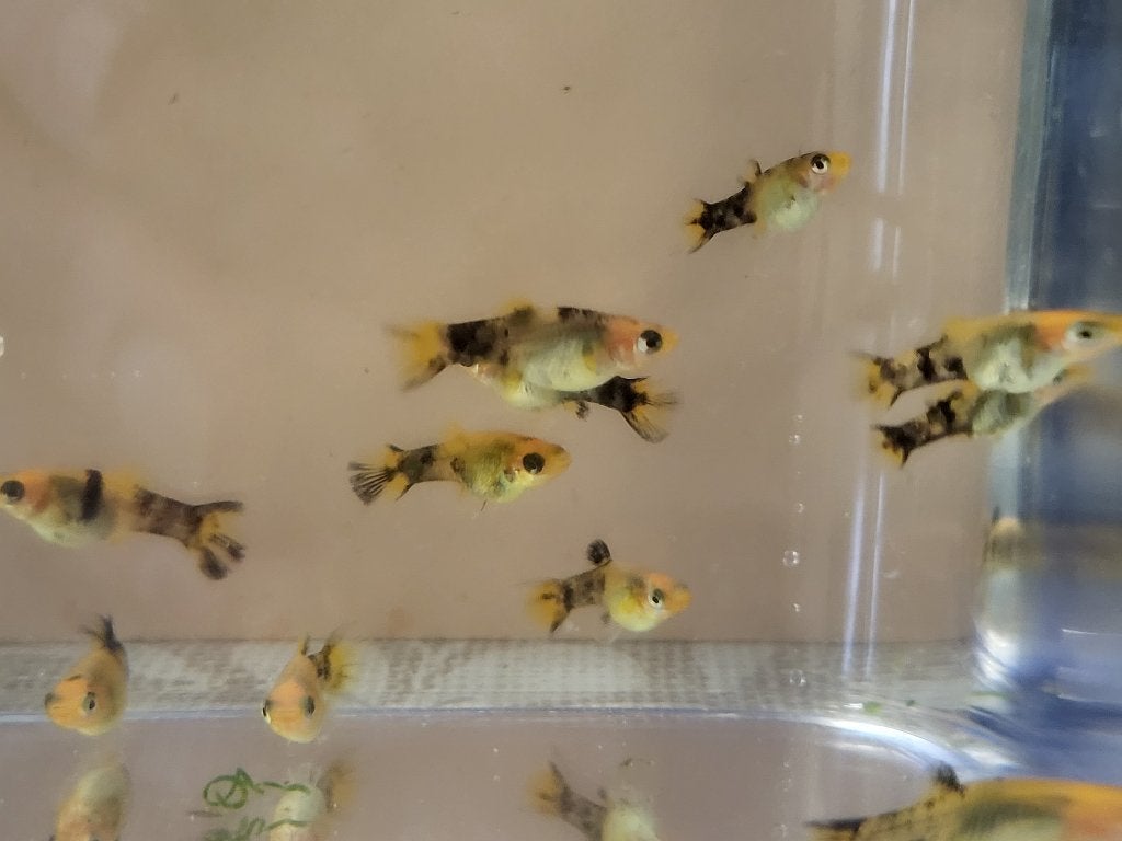 Goud gemarmerde Molly's, Dieren en Toebehoren, Vis, Zoetwatervis, Schoolvis