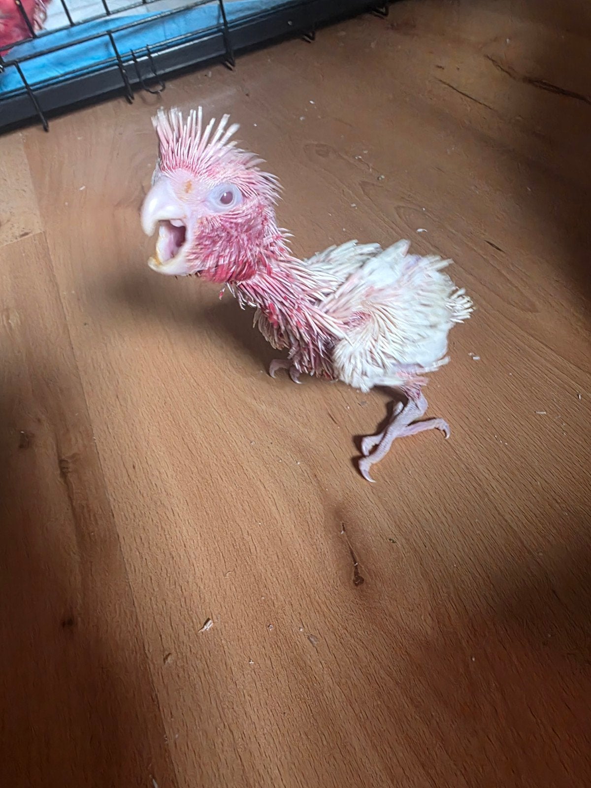Lutino Cockatoo 3 garçon, Animaux & Accessoires