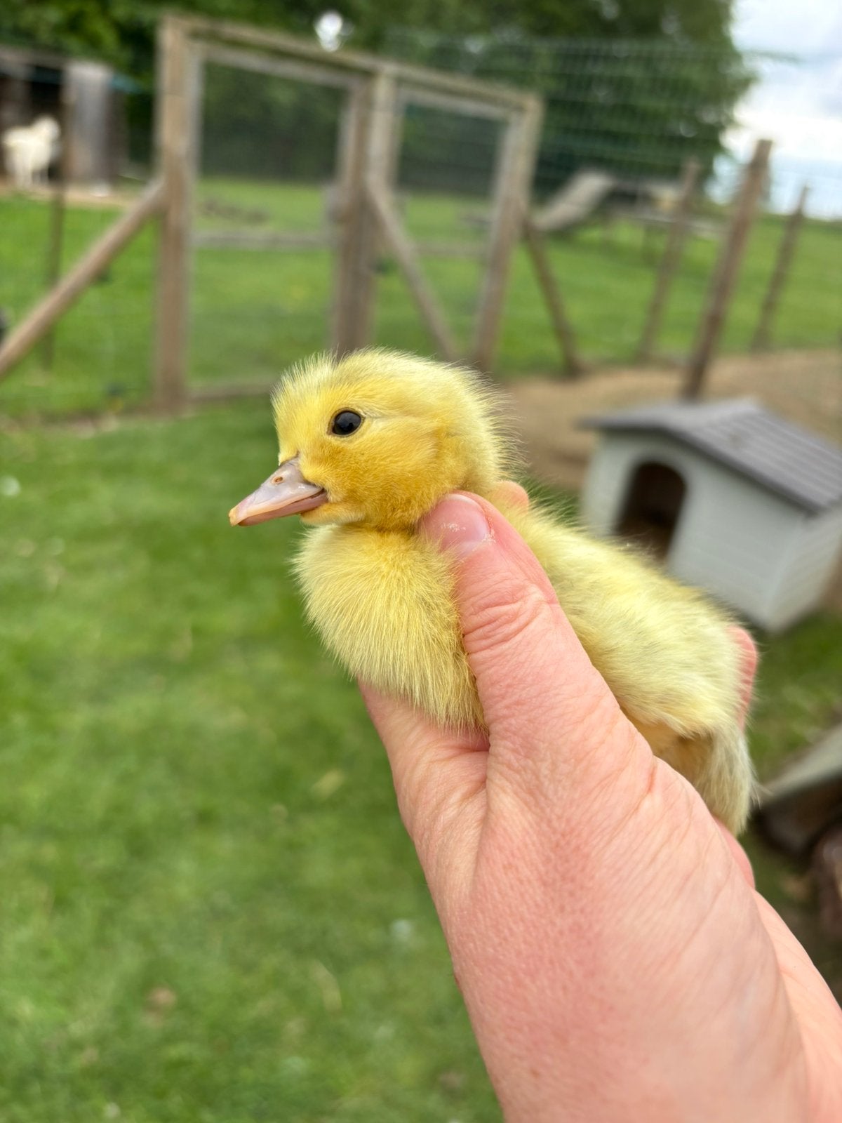Broedeieren barbarie/muskuseend, Dieren en Toebehoren, Eend