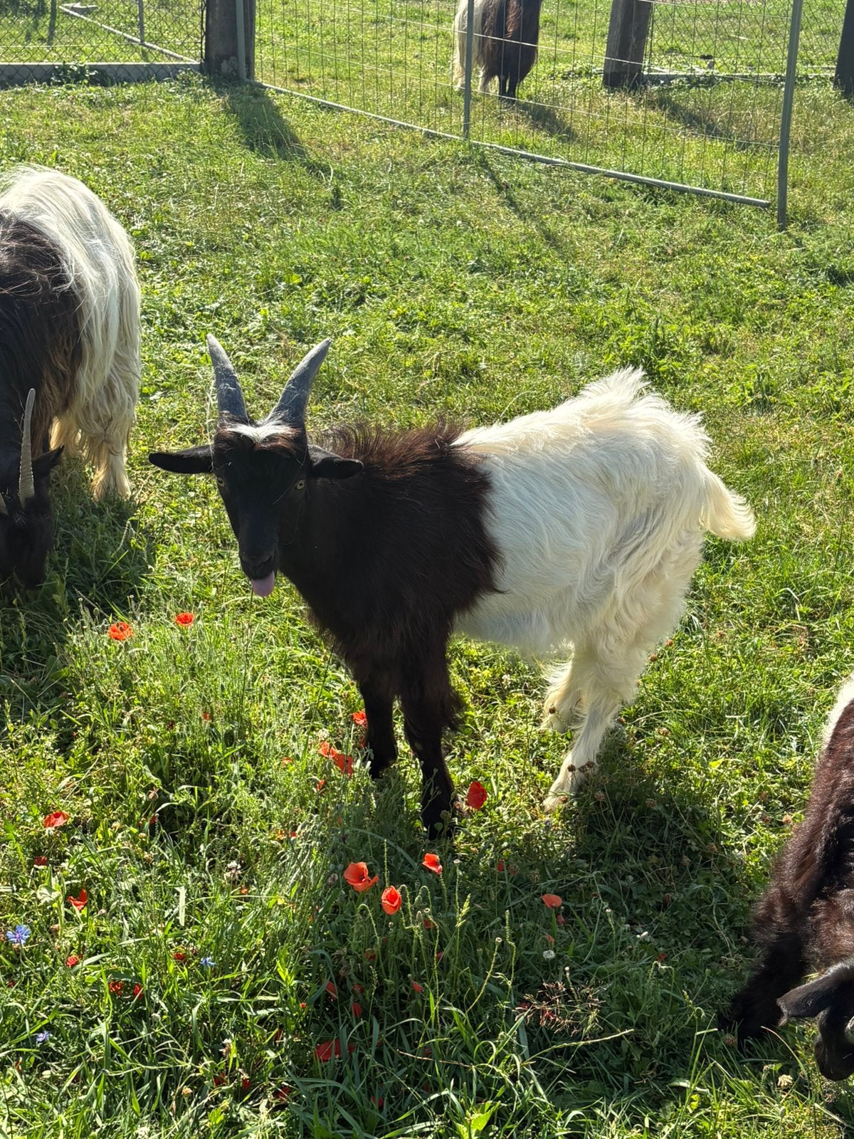 wallische geitenbok, Dieren en Toebehoren, Mannelijk, Geit, 0 tot 2 jaar
