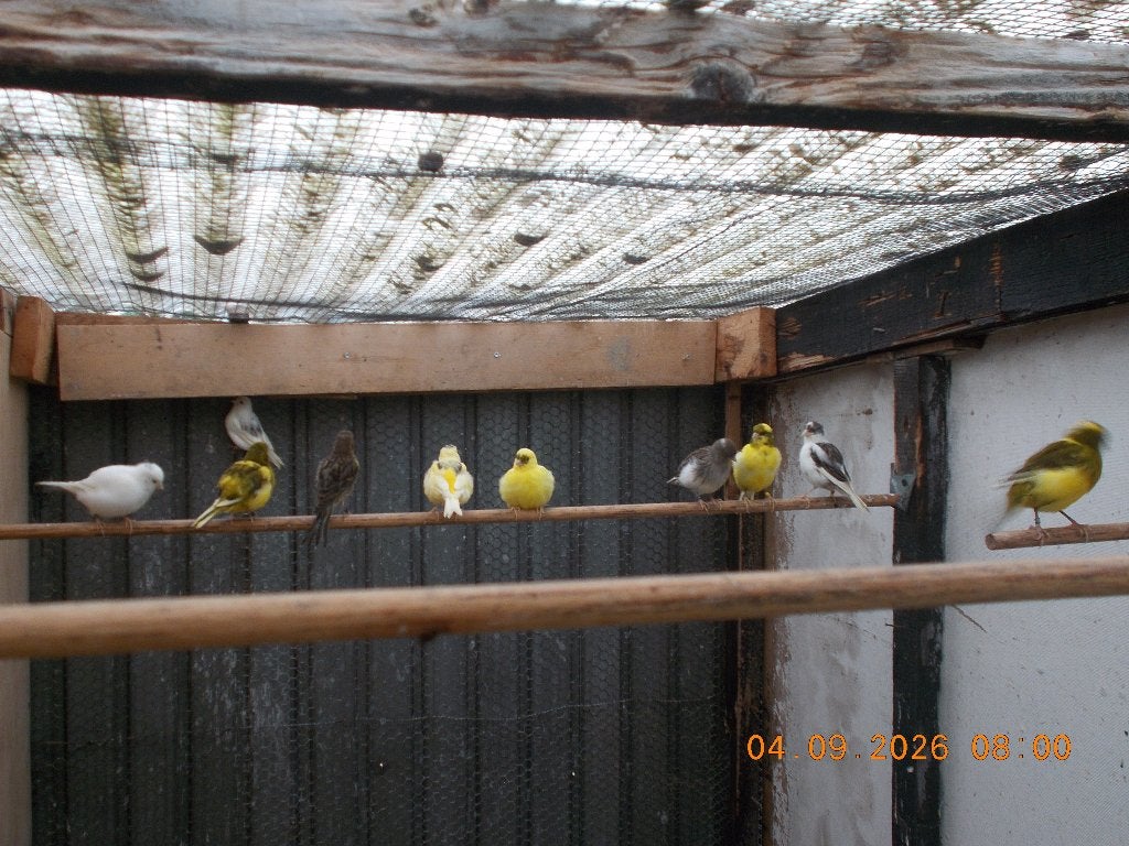 fife fancy, Dieren en Toebehoren, Vogels | Kanaries, Geslacht onbekend