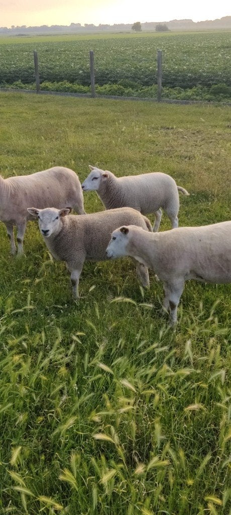 Texel lam, Dieren en Toebehoren, Vrouwelijk, Schaap, 0 tot 2 jaar