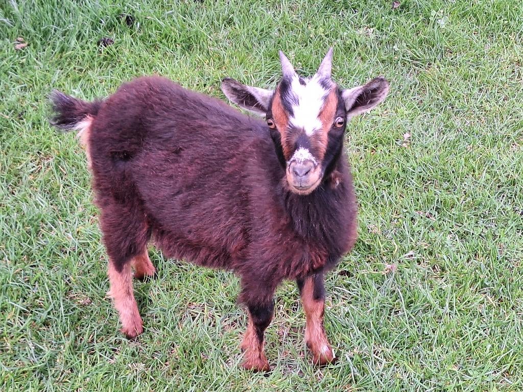 Dwerggeiten, Plusieurs animaux, Chèvre, 0 à 2 ans