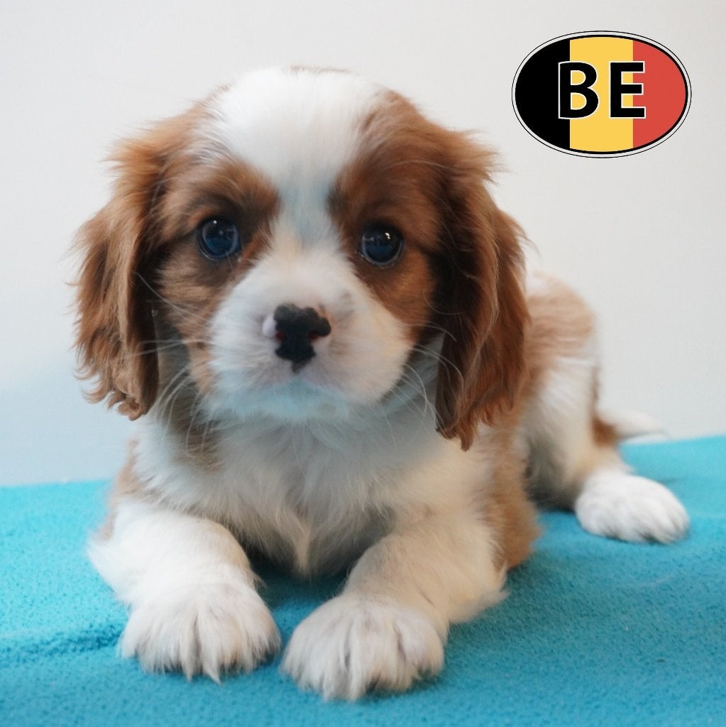 Cavalier King Charles Blenheim & Ruby (Belgische pups), Parvo, België, 8 tot 15 weken, Meerdere