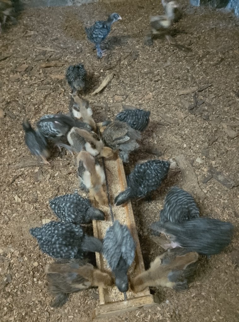 Jonge hennetjes Mechelse koekoek, Dieren en Toebehoren