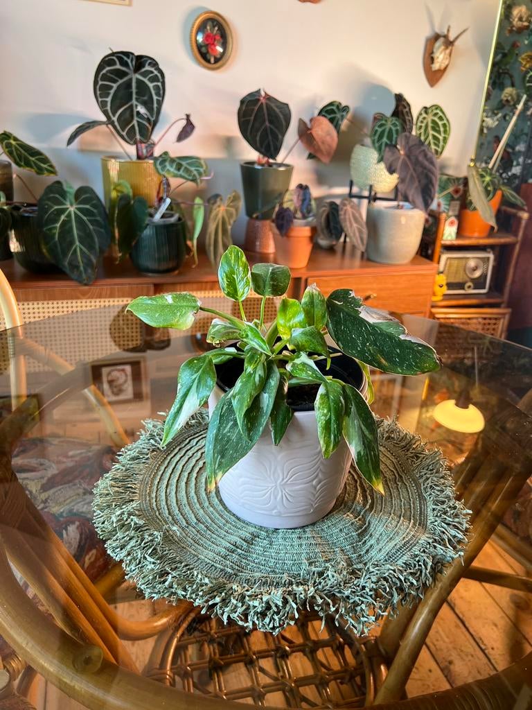 Philodendron White Princess, Huis en Inrichting, Kamerplanten, Ophalen of Verzenden