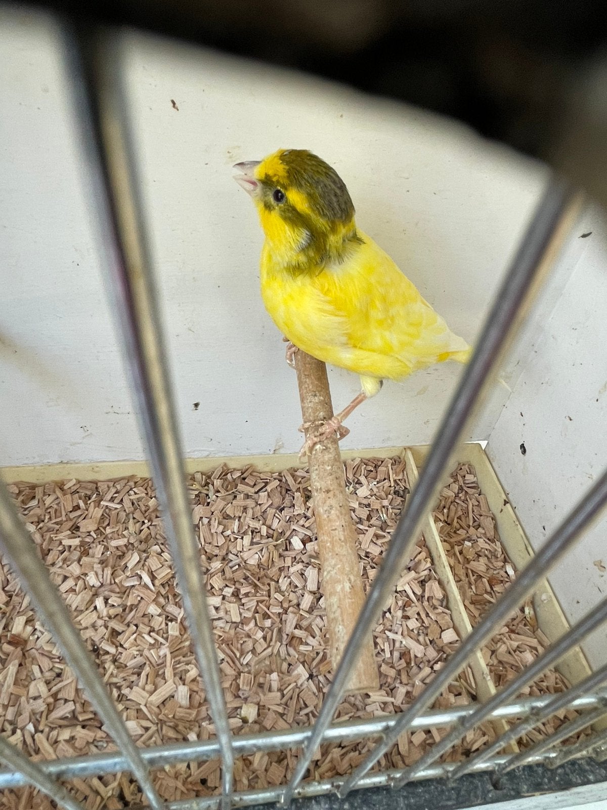 Te koop mooie mannetje kanarie van 2025 zonder ring me mooi, Dieren en Toebehoren, Mannelijk, Kleurkanarie