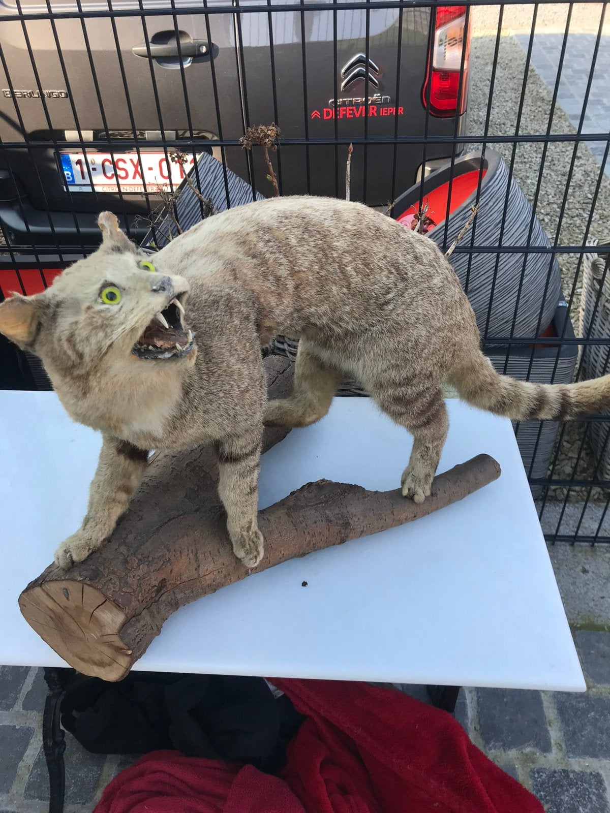 Zeer oude opgezette kat boskat, Enlèvement