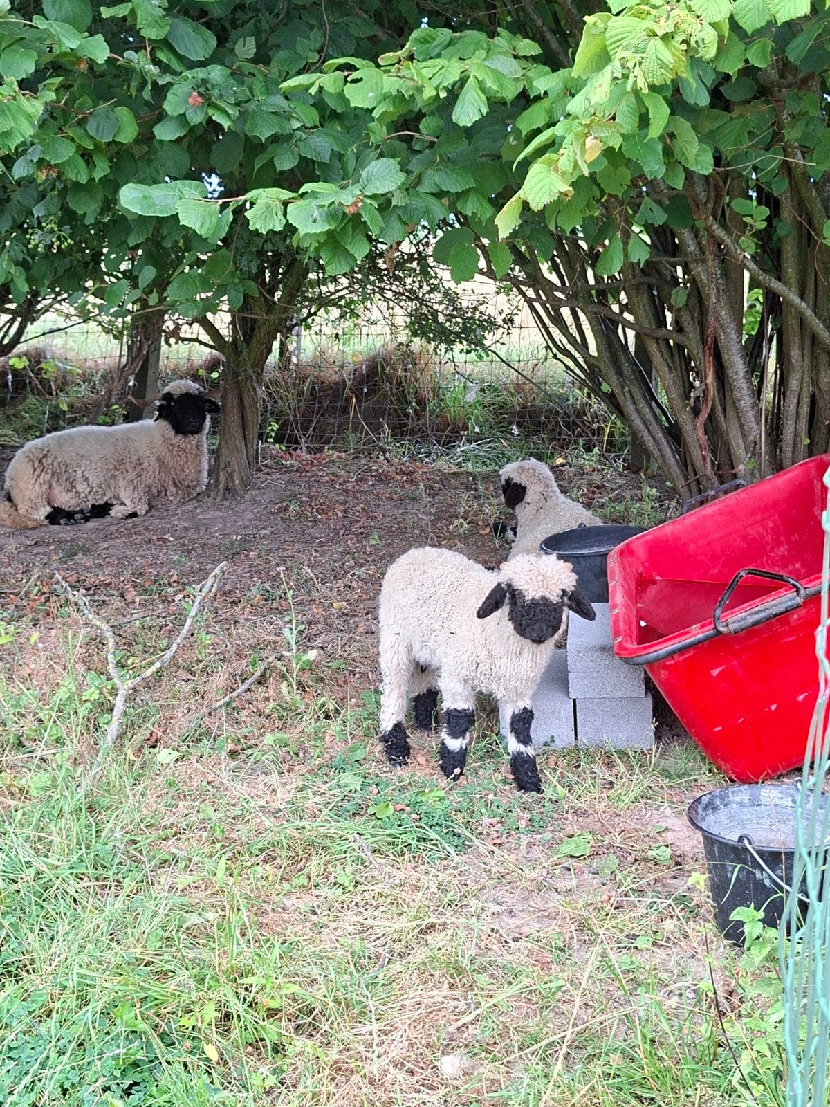 Walliser Schwarznase ram lam, Mannelijk, Schaap, 0 tot 2 jaar