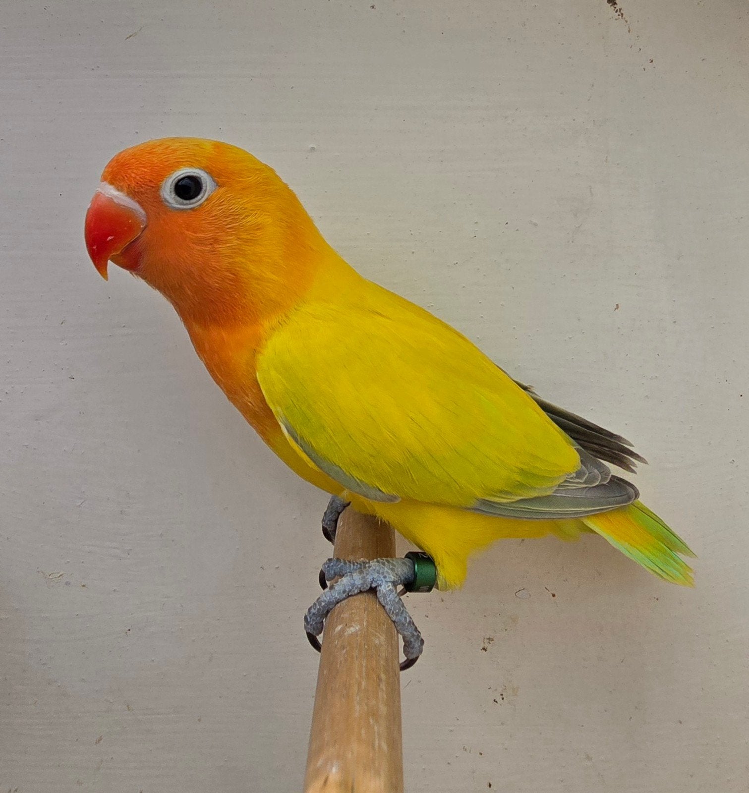 3 Euwing Dilute Groen/Opaline mannen 2026, Dieren en Toebehoren, Mannelijk, Dwergpapegaai of Agapornis, Geringd