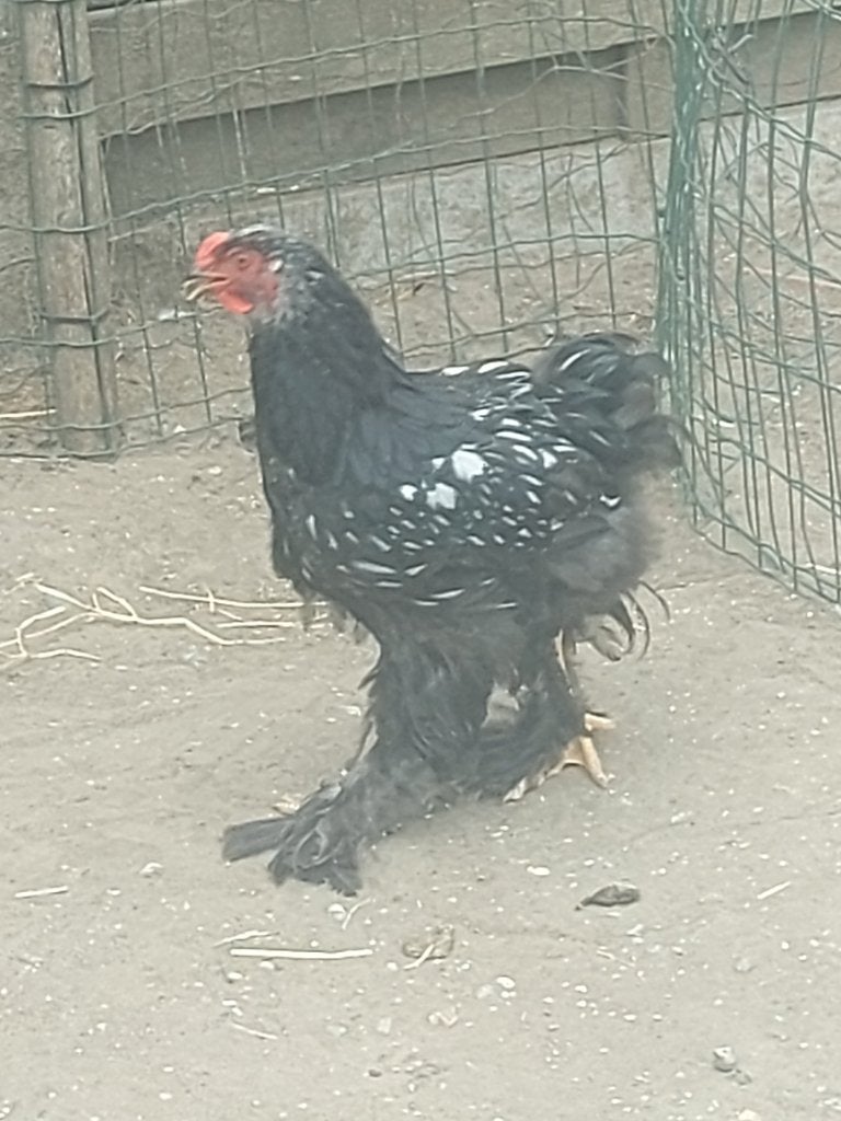 Gratis Jonge mooie gepareld brahma haan, Mâle, Poule ou poulet
