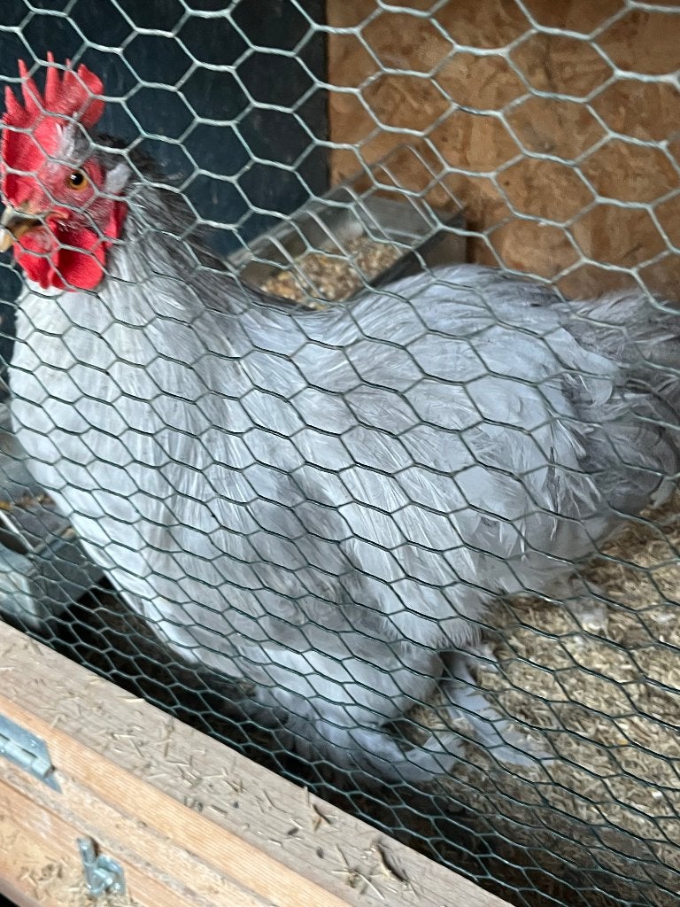 Cochin kriel parelgrijs, Plusieurs animaux, Poule ou poulet