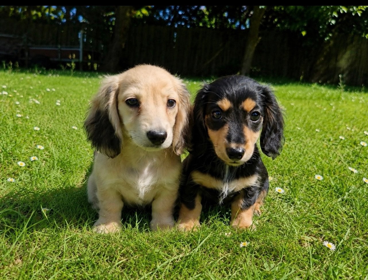 teckel pups,dwerg,black tan,shaded cream,teef,langhaar, Hépatite contagieuse (maladie de Rubarth), Chienne, Belgique, Poils longs