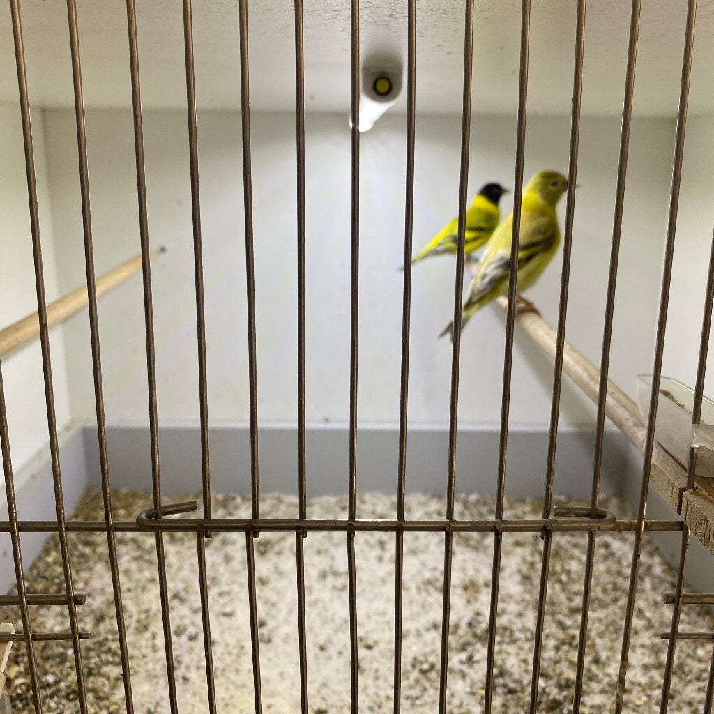 koppel Topaas zwartkopsijsjes, Dieren en Toebehoren, Wildzangvogel, Geringd