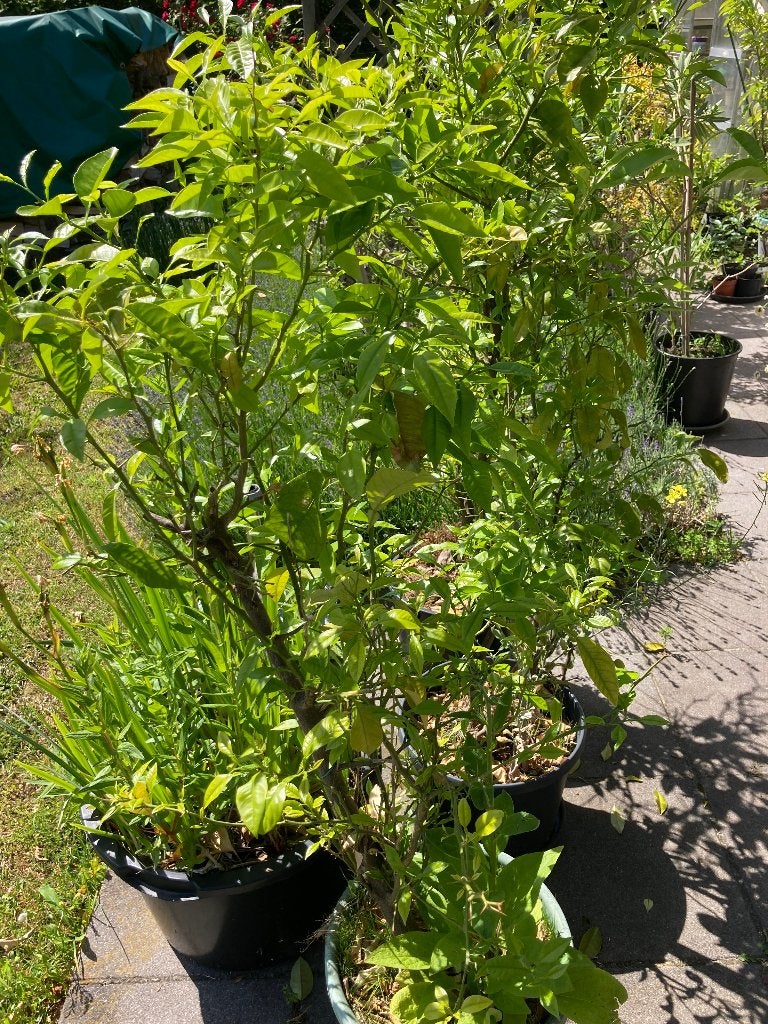 terrasplanten (sinaasappelboompjes), Enlèvement, Printemps