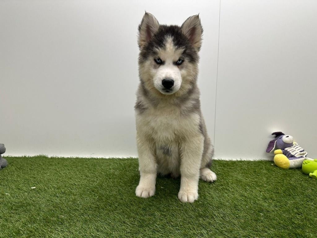 Siberische Husky pups - langharig, België, Reu, 8 tot 15 weken, Poolhond