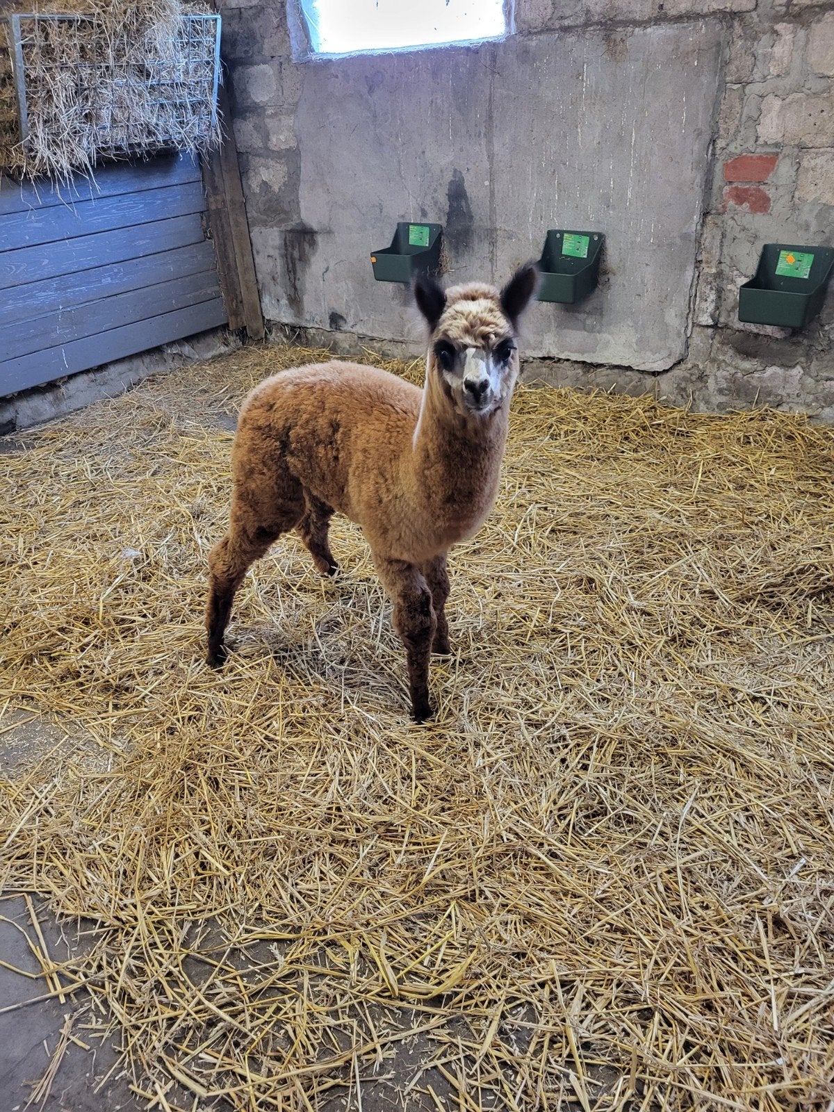 alpaca stier te koop