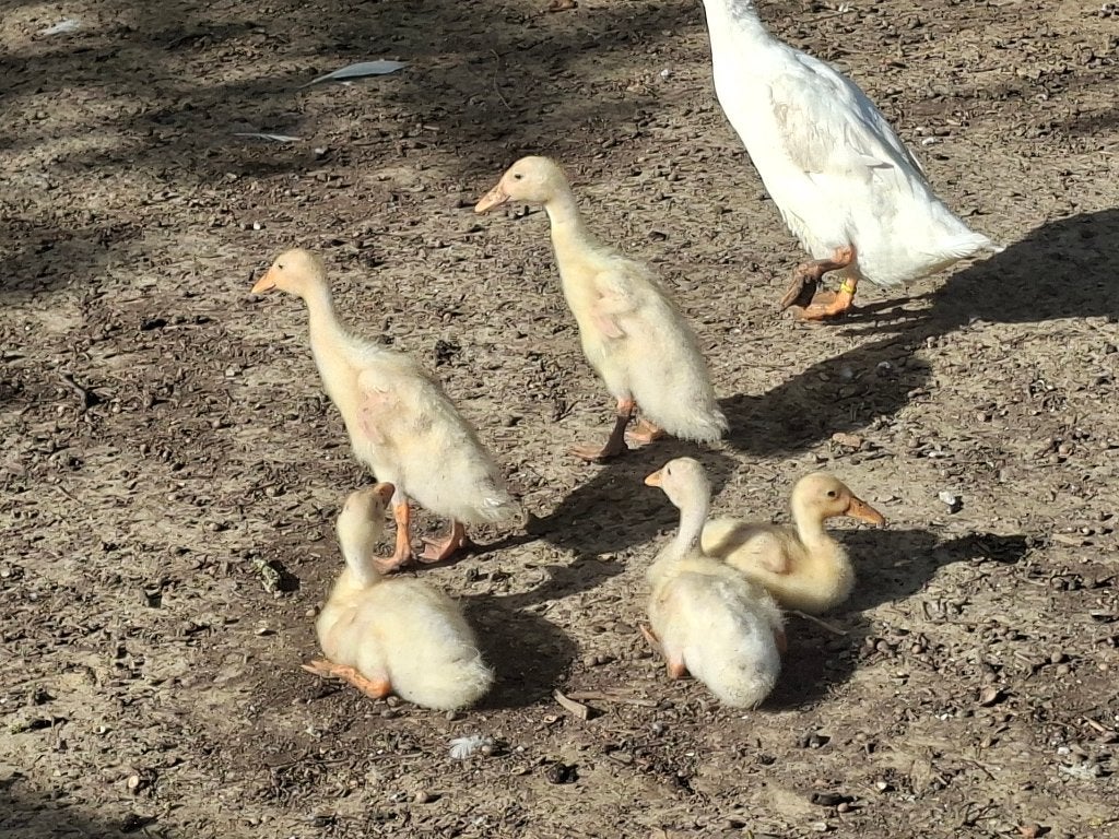 Witte loopeenden., Dieren en Toebehoren, Pluimvee, Meerdere dieren, Eend