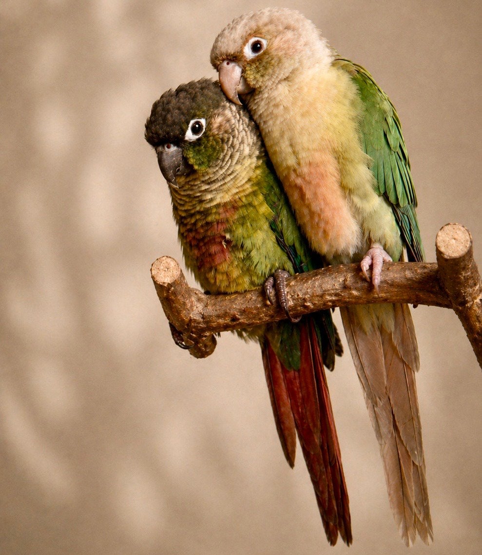 Opvang vogel/klein dier, Oppas