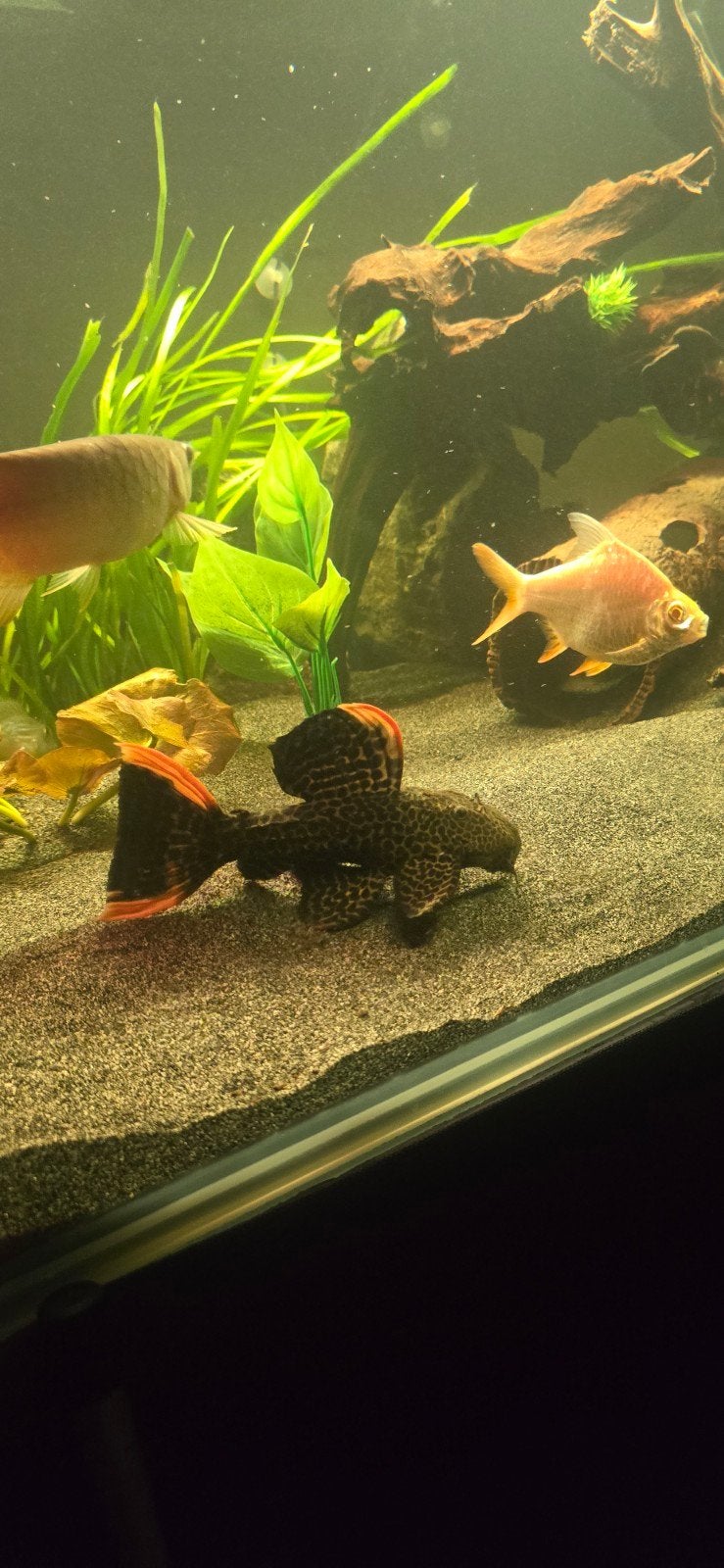 L114 20 cm, Dieren en Toebehoren