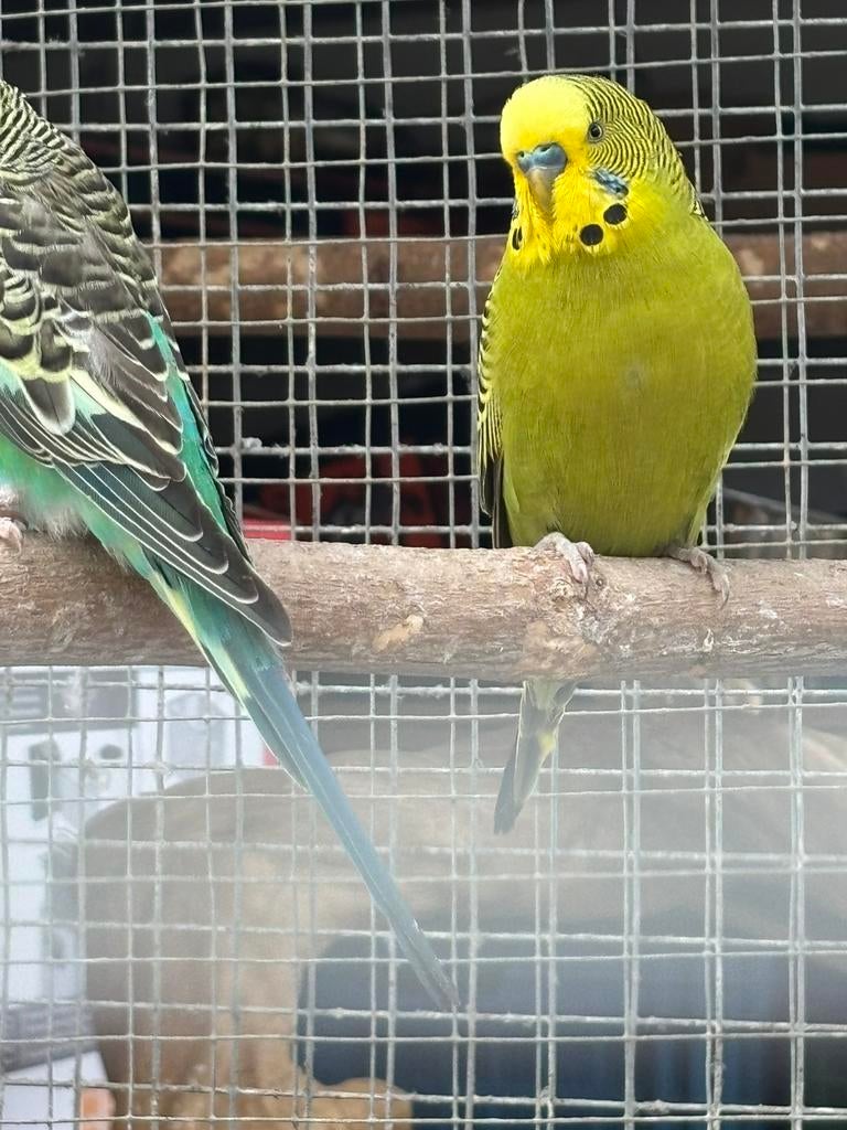 Oiseaux, Perruche