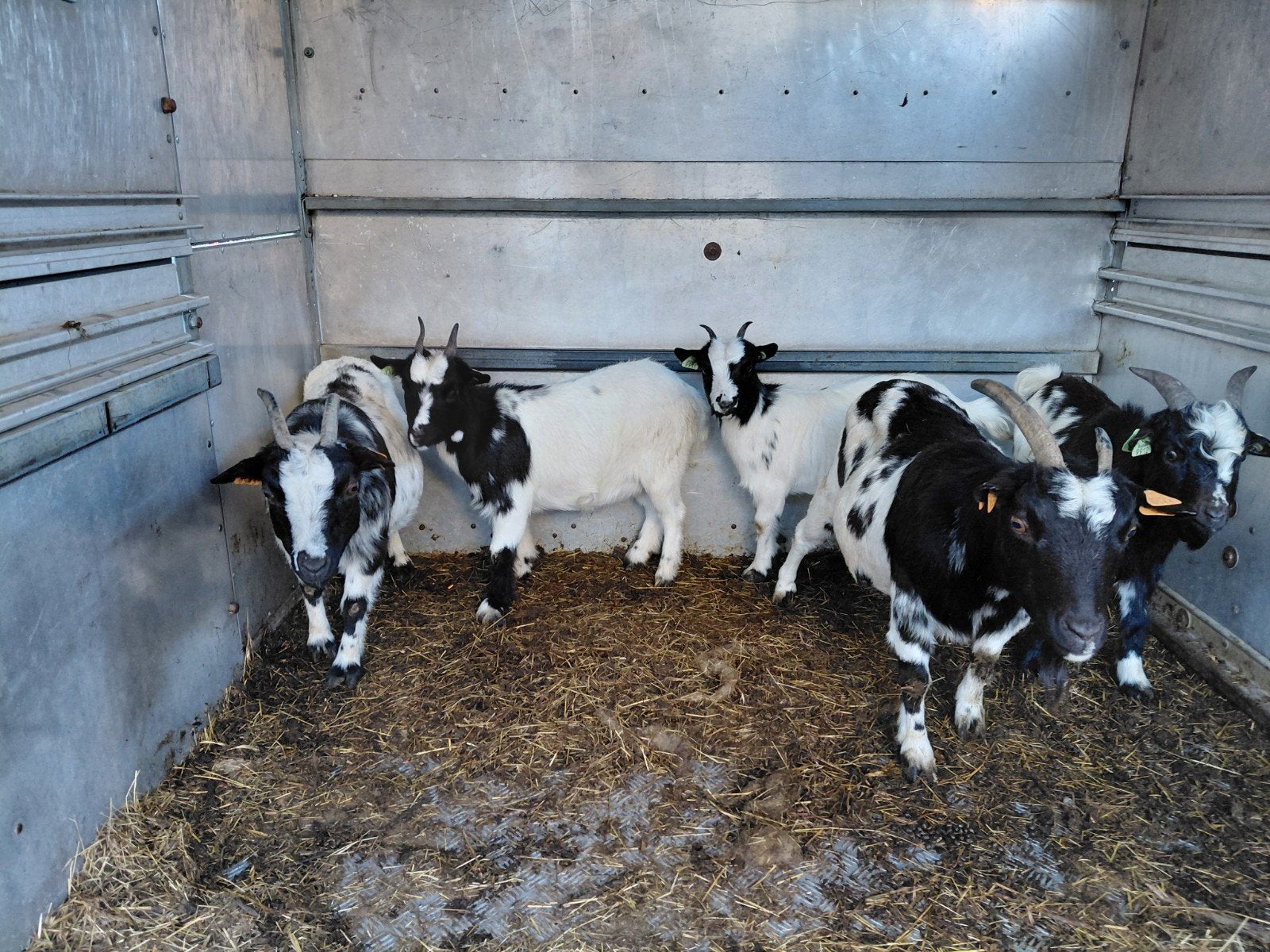 chèvres pygmées, Animaux & Accessoires