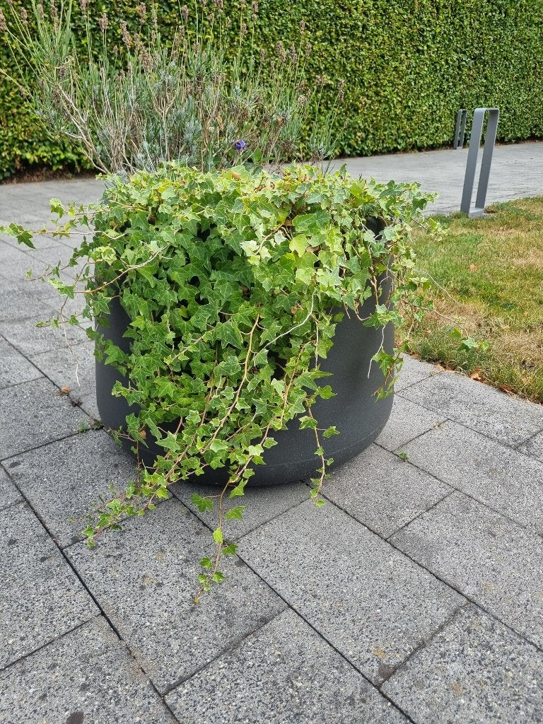 Tubby plantenbakken groot 60cm voor binnen of buiten, Tuin en Terras, Kunststof, Gebruikt, Minder dan 60 cm, Rond