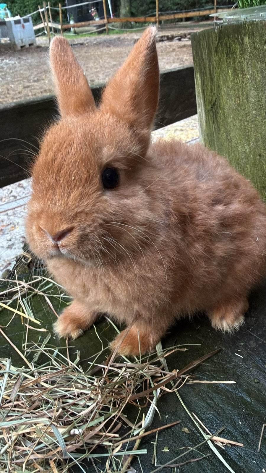 lapins nains de couleur à vendre !