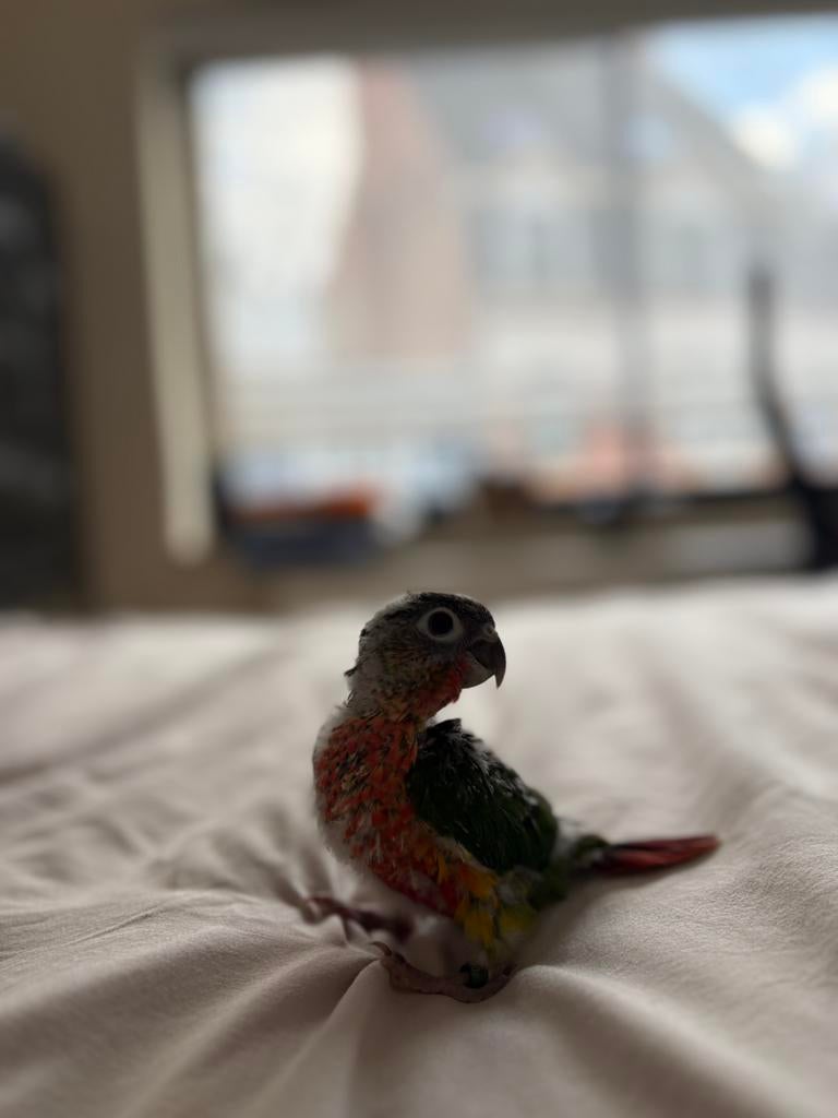Te koop — 5 baby Pyrrhura (Molinae) conures, Meerdere dieren, Tropenvogel, Geringd