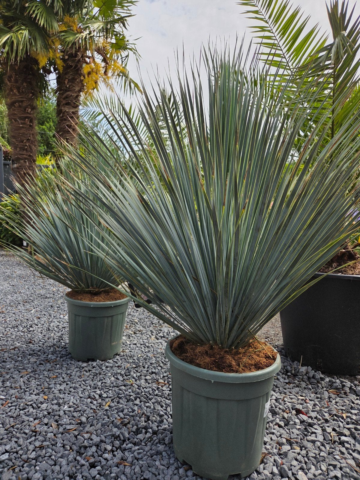 Yucca Rostrata - palmlelie Nieuwe aanvoer!, Tuin en Terras, Planten | Tuinplanten, Ophalen
