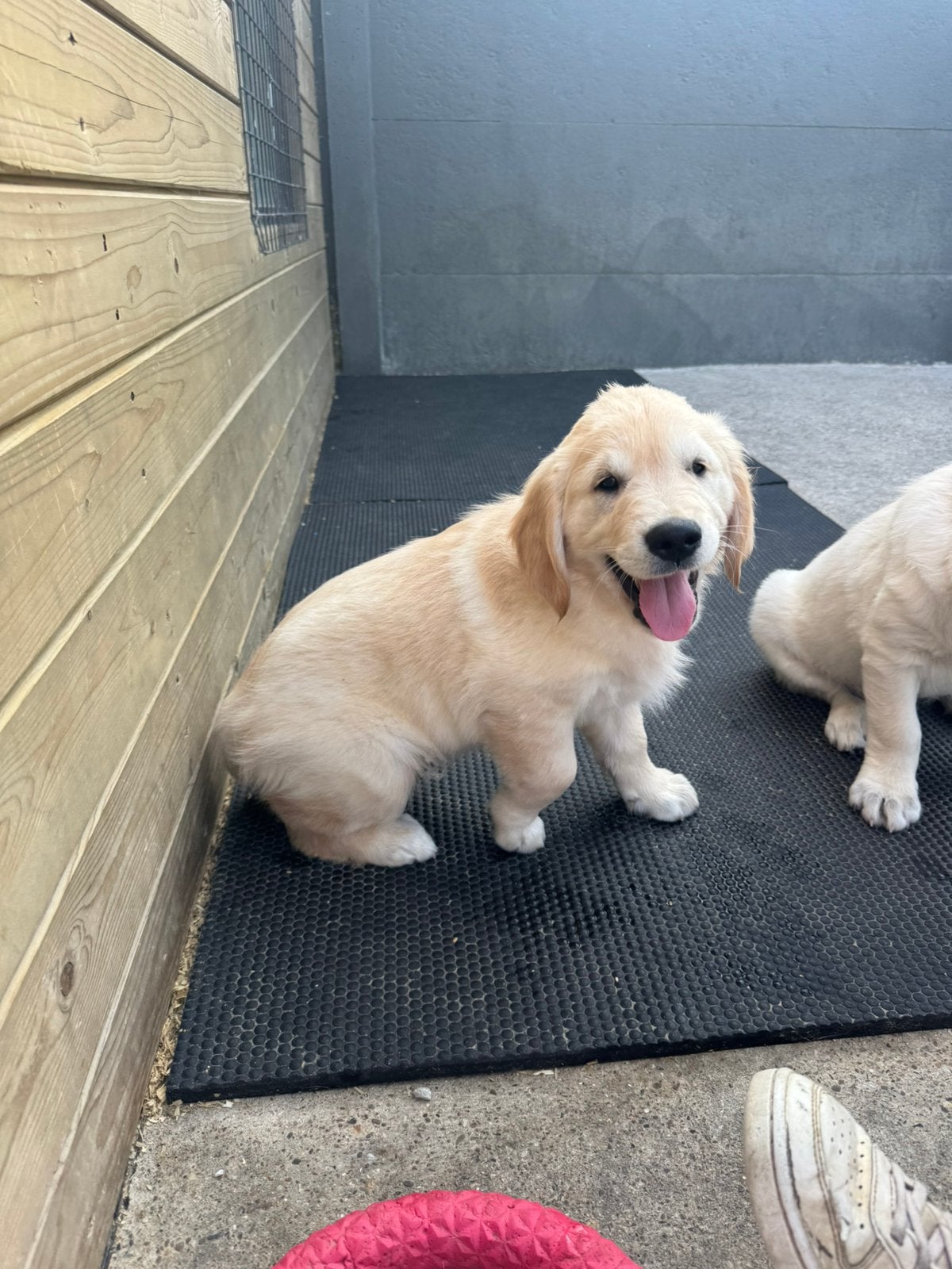 Golden retriever pups, Dieren en Toebehoren, Golden retriever, België, Fokker | Hobbymatig, CDV (hondenziekte)