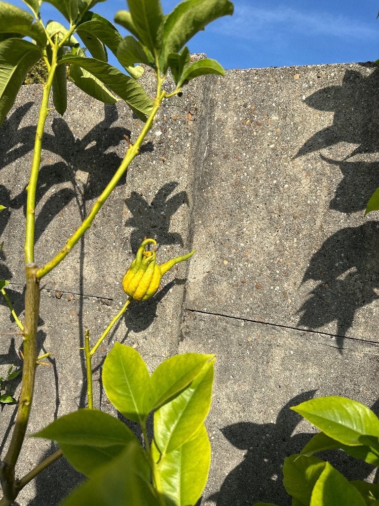 Citrus Yuzu, citrus Buddha Hand, Tuin en Terras, Ophalen, Volle zon, Vaste plant, Fruitplanten