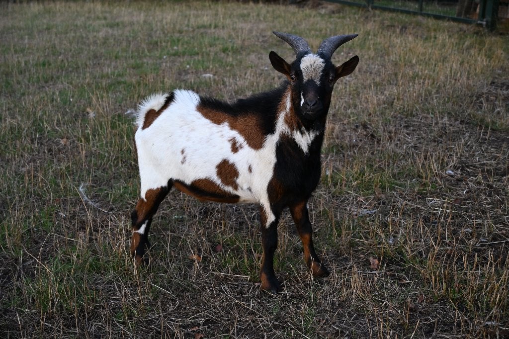 super mooie platen bonte  dwerggeiten bok, Dieren en Toebehoren, Schapen, Geiten en Varkens, Mannelijk, Geit, 0 tot 2 jaar