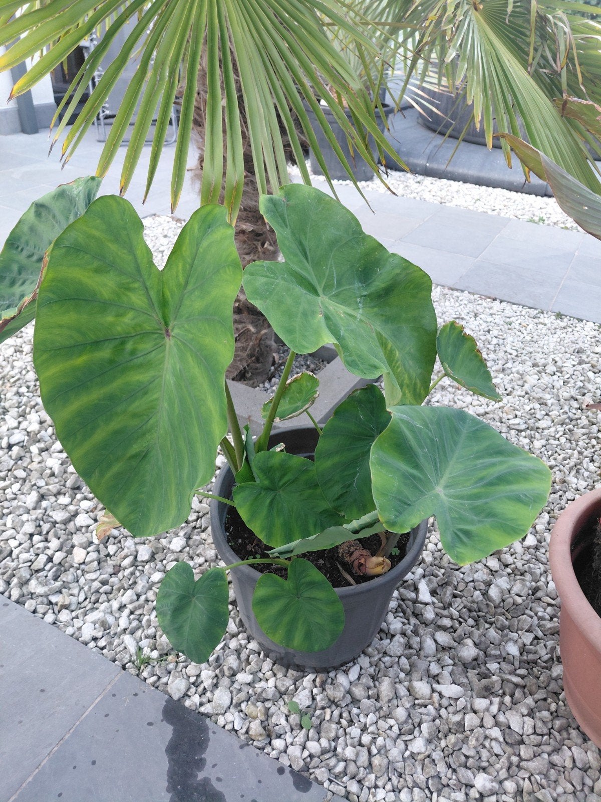 Colocasia Esculente, Tuin en Terras, Ophalen