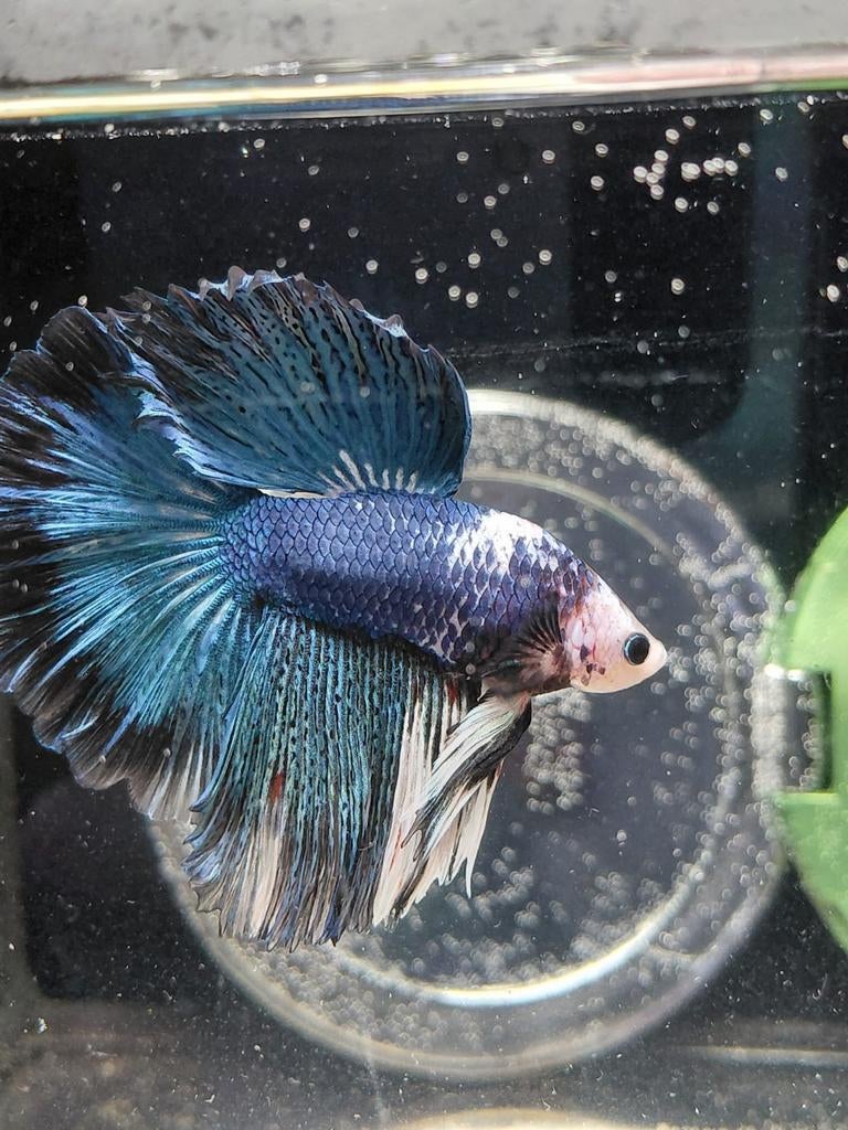 Mega halfmoon betta man, Poisson