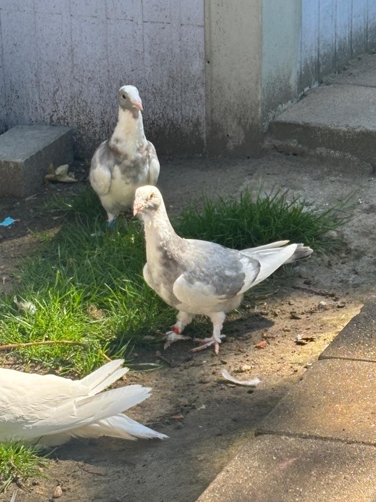 Koppel jonge wamduiven, Dieren en Toebehoren, Vogels | Duiven