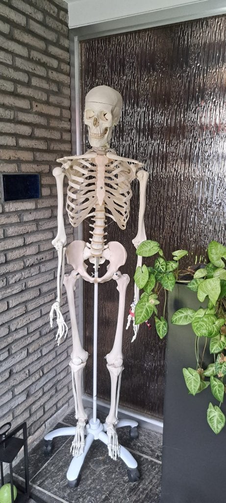 Anatomisch skelet, Diversen, Schoolbenodigdheden, Ophalen, Zo goed als nieuw
