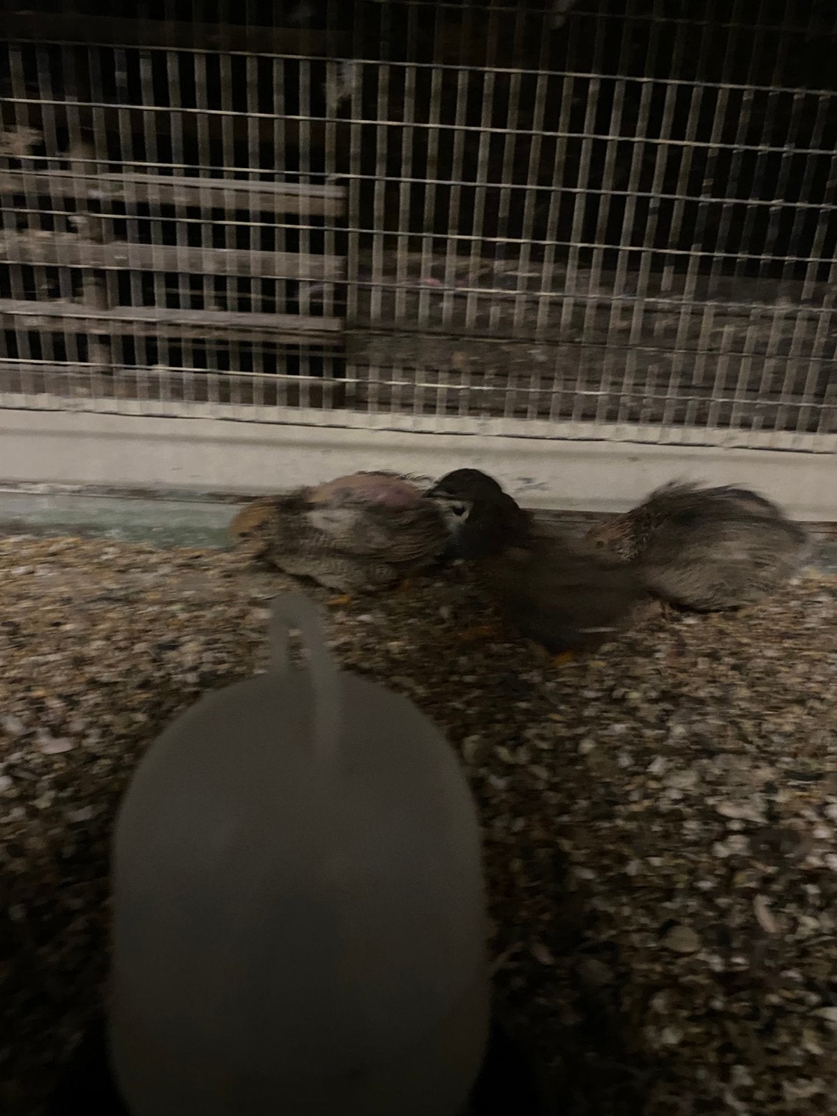 Trio chinese dwerg kwartel, Dieren en Toebehoren, Pluimvee