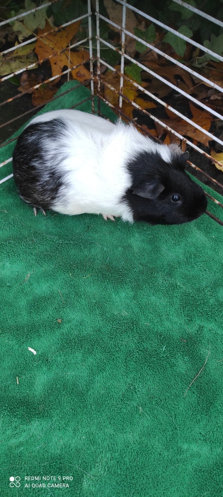 Zwanger zeugje!, Dieren en Toebehoren, Oktober, Vrouwelijk, Cavia
