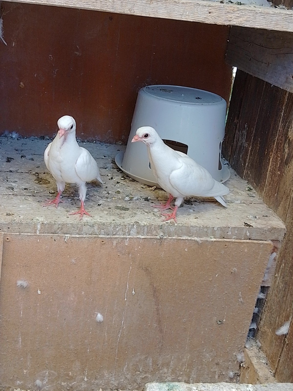 zuiver witte   (   figutita  )  lokertjes