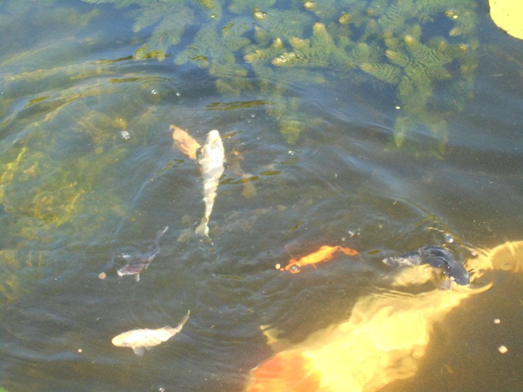 jonge koi, Dieren en Toebehoren, Vissen | Vijvervissen