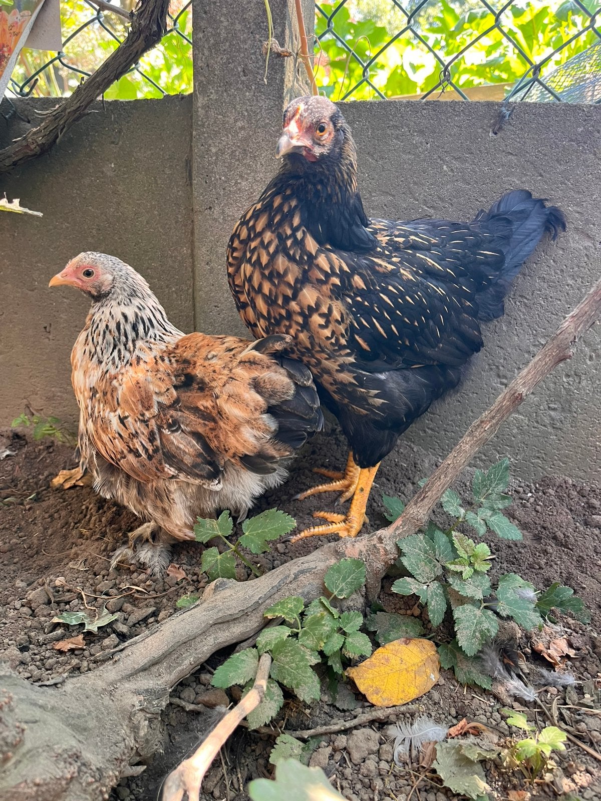 Jonge hennetjes, Dieren en Toebehoren, Pluimvee, Vrouwelijk, Kip