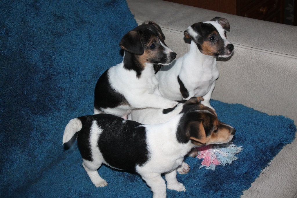 jack russell pups, Dieren en Toebehoren, België, Fokker | Hobbymatig, Jack Russell Terriër, Reu