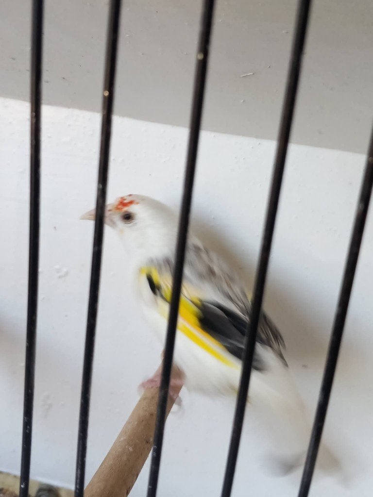 putters, Meerdere dieren, Wildzangvogel, Geringd