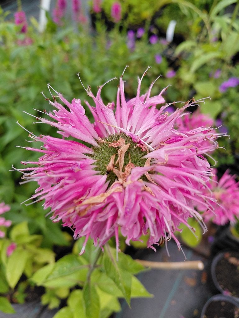 Monarde Marchall's Delight, Tuin en Terras, Planten | Tuinplanten, Ophalen, Halfschaduw