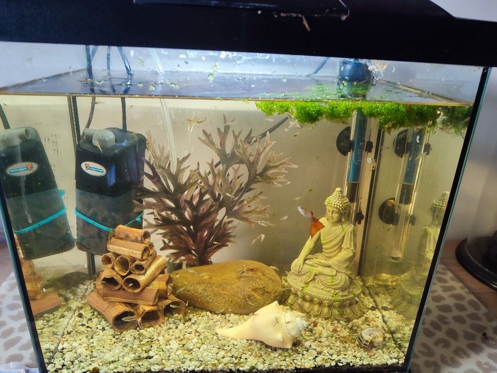 Zeer groot aantal Molly's + guppy's, Dieren en Toebehoren, Vis, Zoetwatervis, Schoolvis