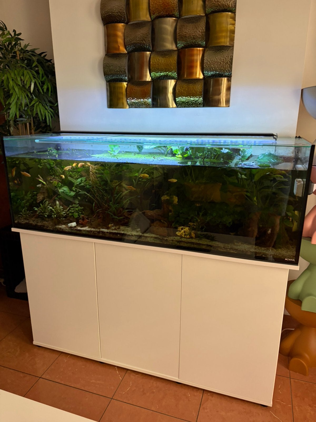 Aquarium complet, Enlèvement, Utilisé, Aquarium d'eau douce rempli