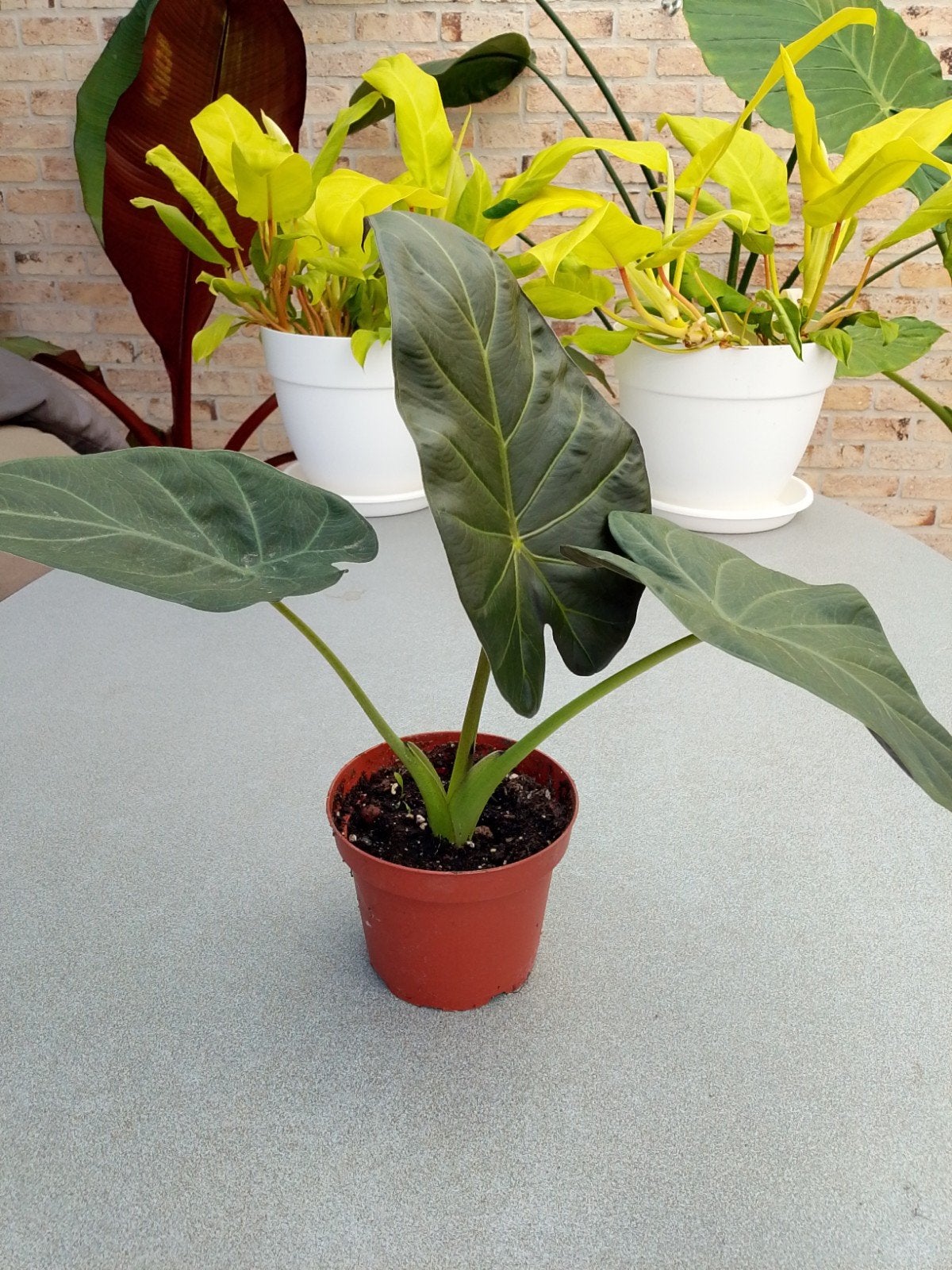 alocasia regal shield, Huis en Inrichting, Kamerplanten, Ophalen, Overige soorten, Halfschaduw, In pot