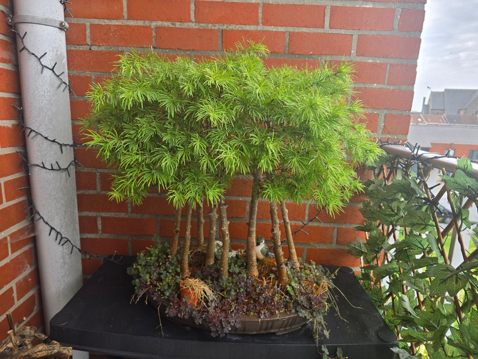 Groot larix bonsaï bosje, Enlèvement